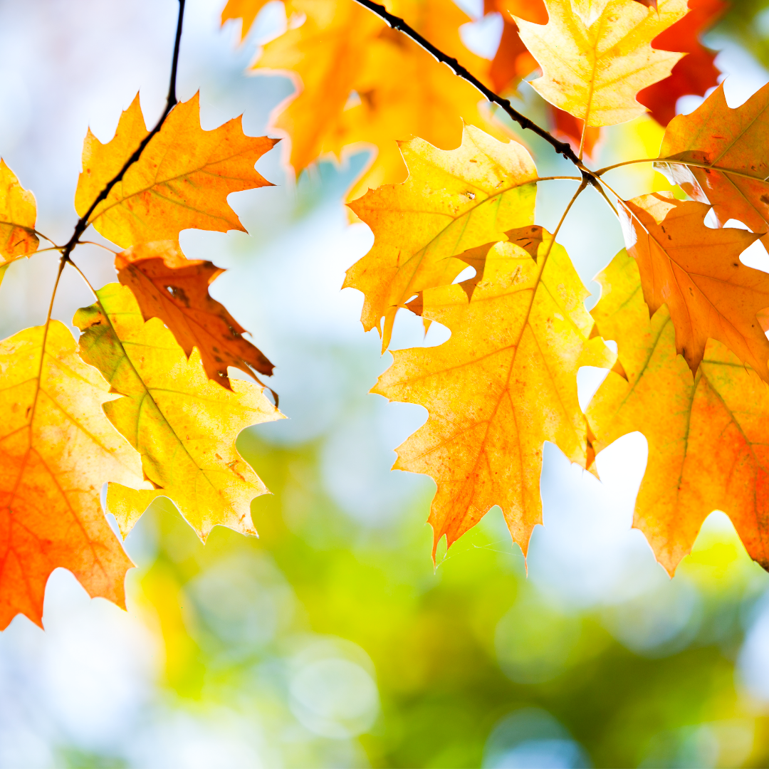 Fall and Winter Seasonal Care